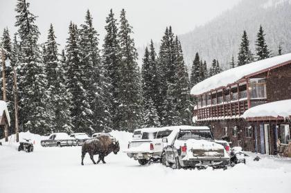 High Country Motel and Cabins - image 11