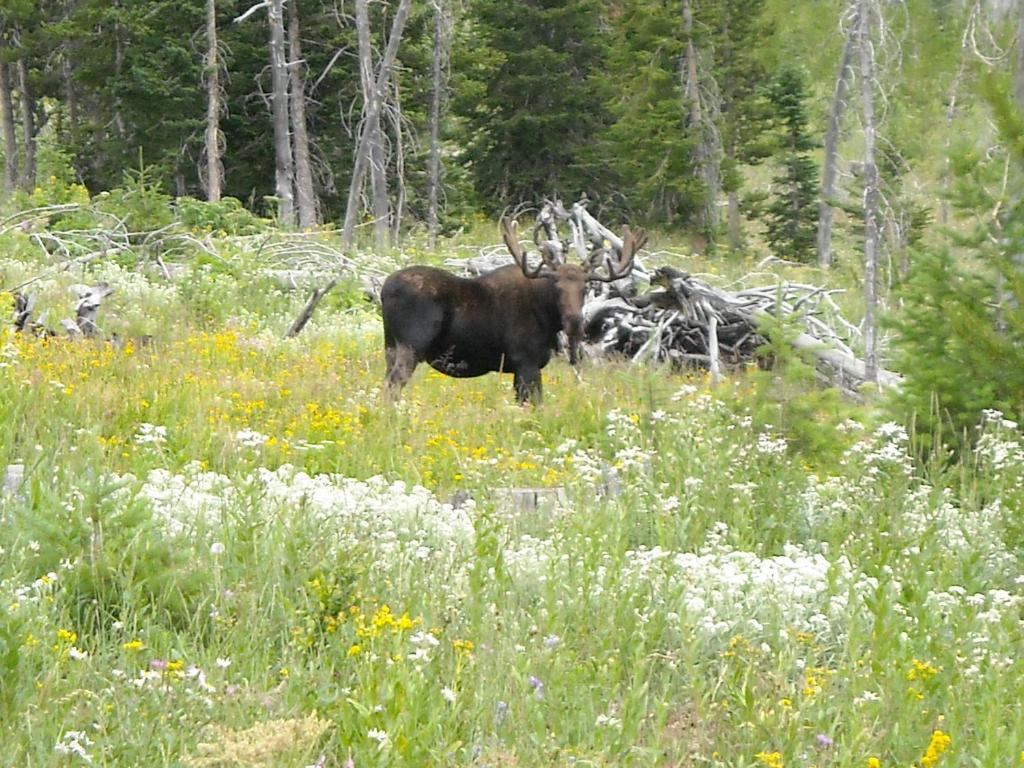 Antlers Lodge - image 5