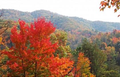 treetops Tennessee