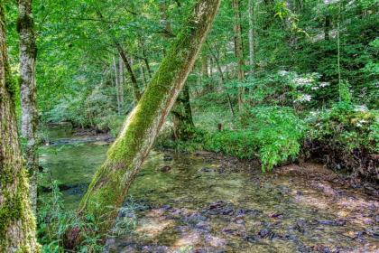 Black Bear Falls - image 9