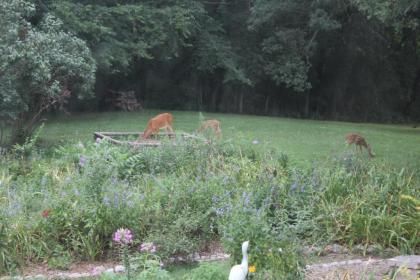 Garth Woodside Mansion Bed and Breakfast - image 7