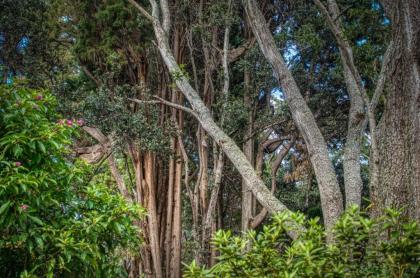 Crater Rim Cabin - image 12