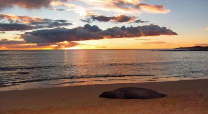 Kohala Lodge- Vacation Rental House - image 15