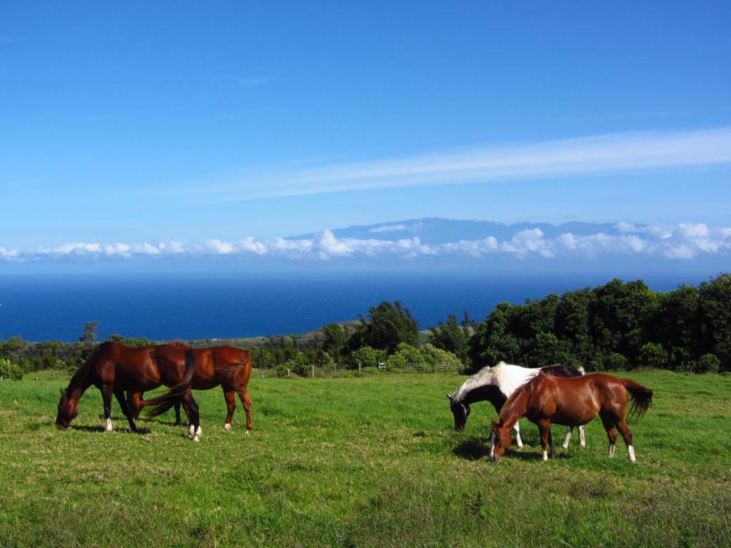 Kohala Lodge- Vacation Rental House - image 5