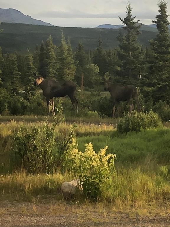 Denali Park Hotel - image 3