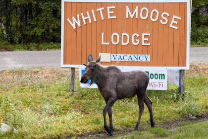 White Moose Lodge - image 8