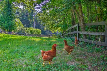 Rustic and Authentic Farm Stay by DuPont Forest - image 17