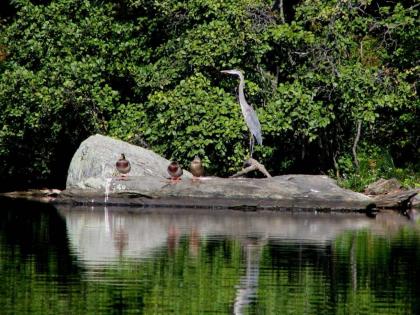 Tentrr State Park Site - Harriman State Park Silver Mine - Beaver Dam - image 6