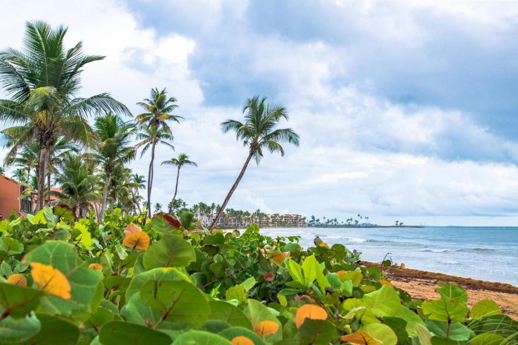 BV103 - Amazing Oceanfront Condo steps from beach - image 4