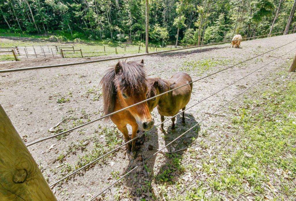 John Wayne Apartment - Deck BBQ Horses On-Site - image 6