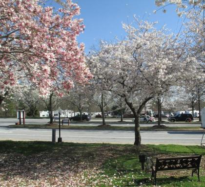 Cherry Hill Park - image 6