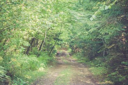 Black River Lodge - image 8