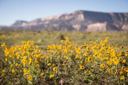 Kayenta Monument Valley Inn - image 5