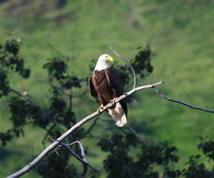 Zachar Bay Lodge - image 14