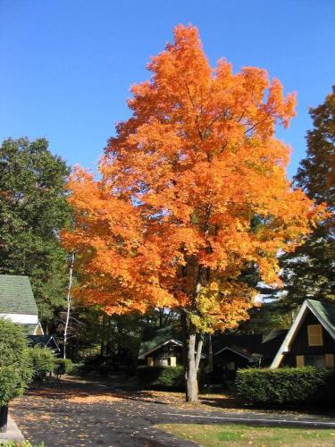 Amber Lantern Duplex Cottage - image 2