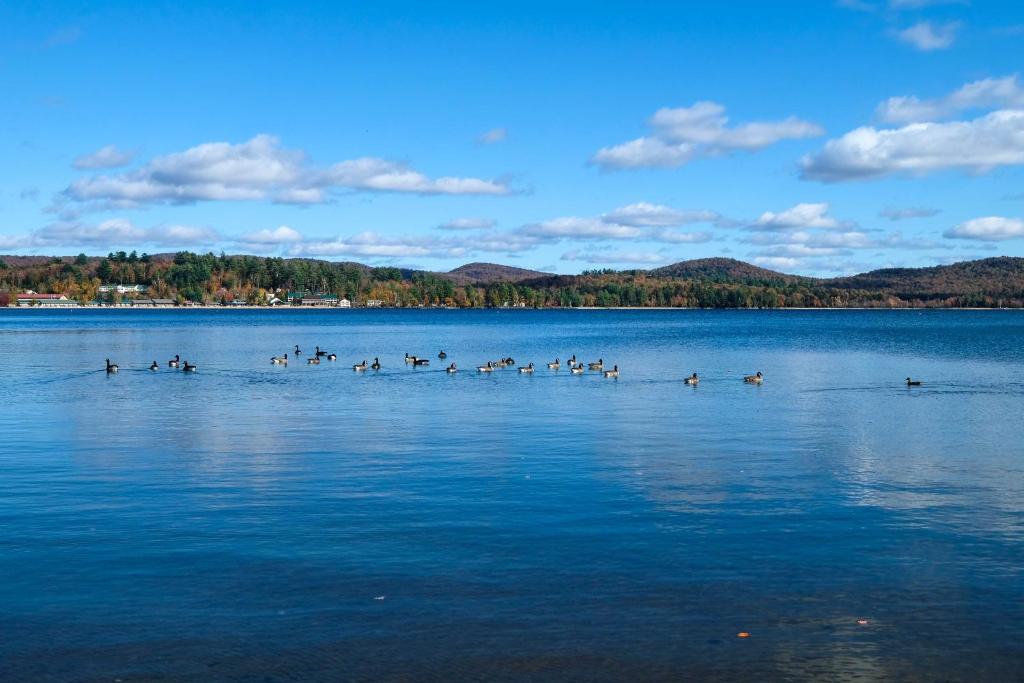 Lake Pleasant Cabin 3 Acres Kayaks and Beach! - image 6