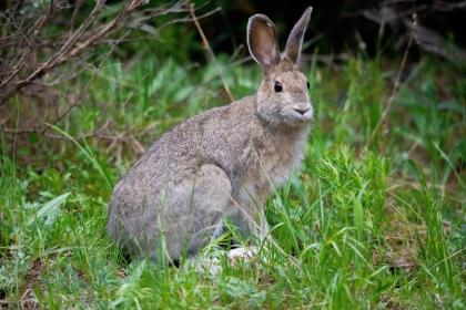 Wyoming High Country Lodge - image 15