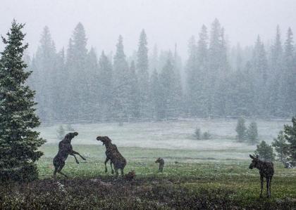 Wyoming High Country Lodge - image 4