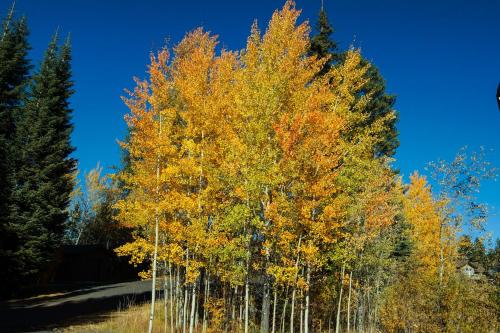 Aspen Village Golf Course Condo - Snowshoes - image 4