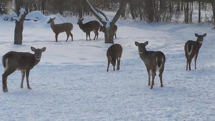 Deer Mountain Lodge & Wilderness Resort - image 10