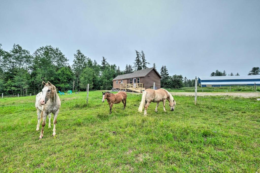 Historic Cottage on Horse Farm FirePit and BBQ - image 6