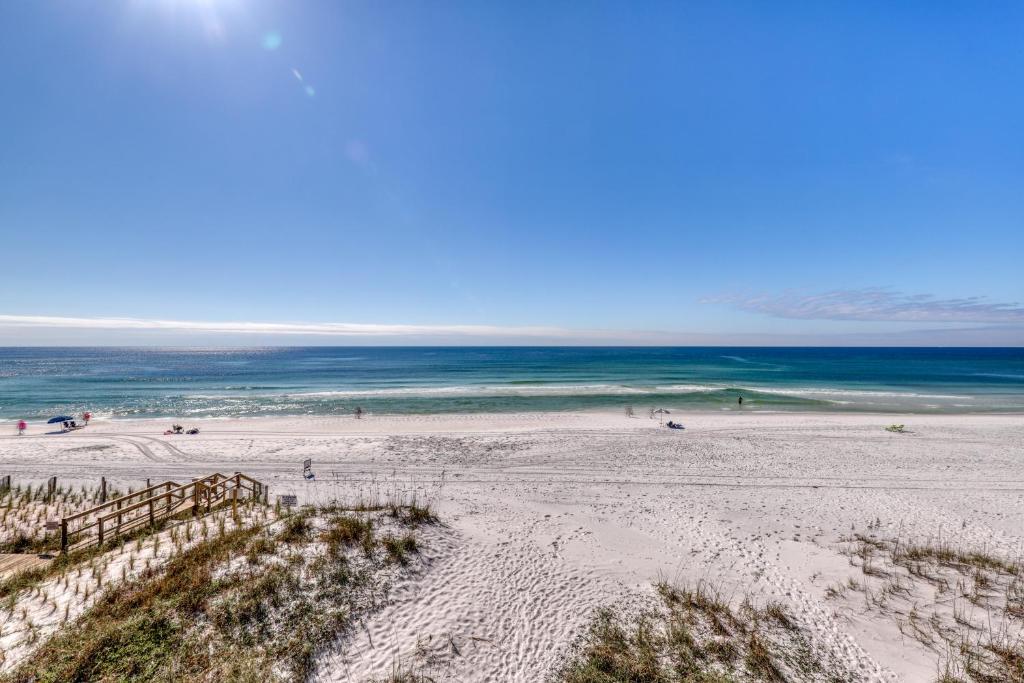 Sand Dollar - image 3