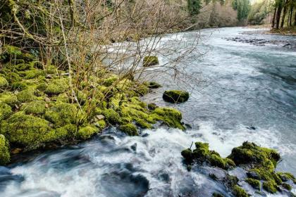 Molalla River Cottage - image 12