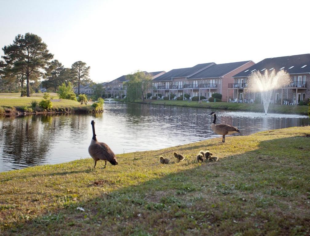 Magnificent One Bedroom Villa with Amazing Comforts in Surfside Beach - image 3