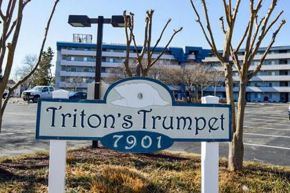 Triton's Trumpet C504 - image 13