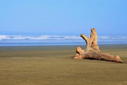 Sea Oats - image 5