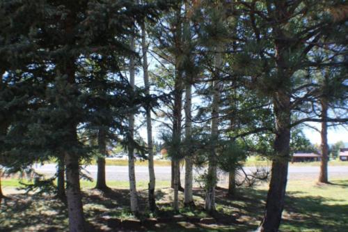 Pines 4031 - image 2