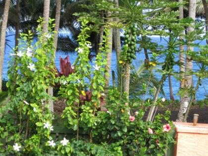 Oceanfront Cottage Near the Kalapana Lava Flows - image 12