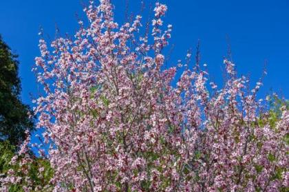 Downtown Paso Robles Oasis - image 3