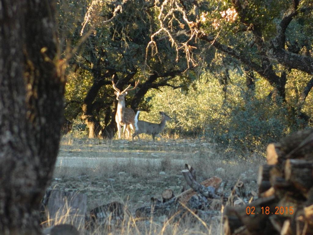 Glory Hills Ranch - image 5