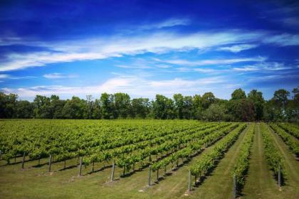 Blue Jay Cottage - Pittsburg Studio on Winery! - image 2