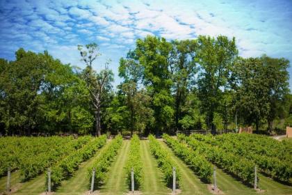 Blue Jay Cottage - Pittsburg Studio on Winery! - image 4