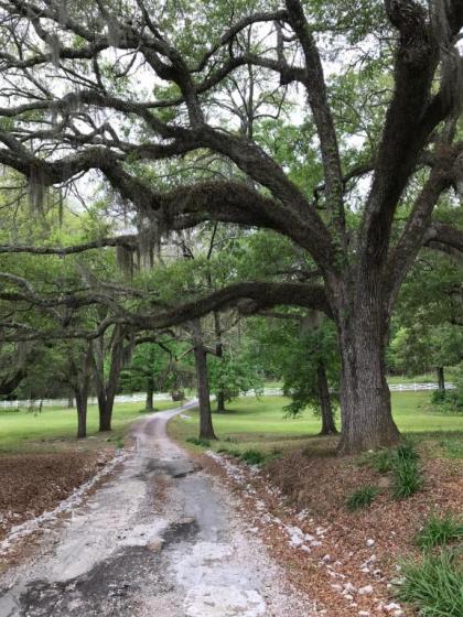 Canemount Plantation Inn - image 6