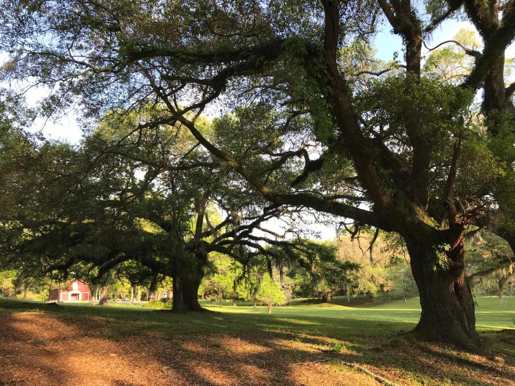 Canemount Plantation Inn - image 7