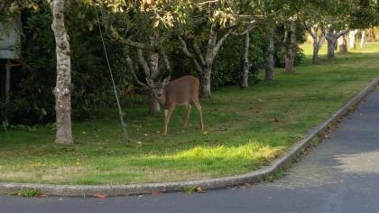 Winchester Bay Inn - image 10