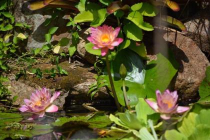 El Yunque Rainforest Inn - image 8