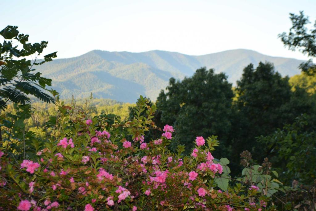 Secluded Nantahala Forest Refuge with Mountain Views - image 5