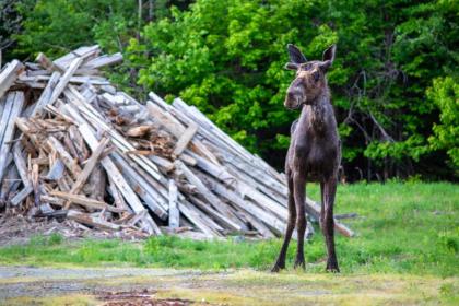 Moosehead Memories - image 14