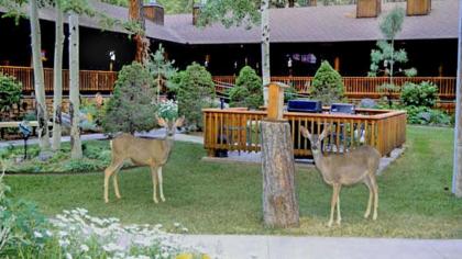 Shadow Mountain Lodge and Cabins - image 17