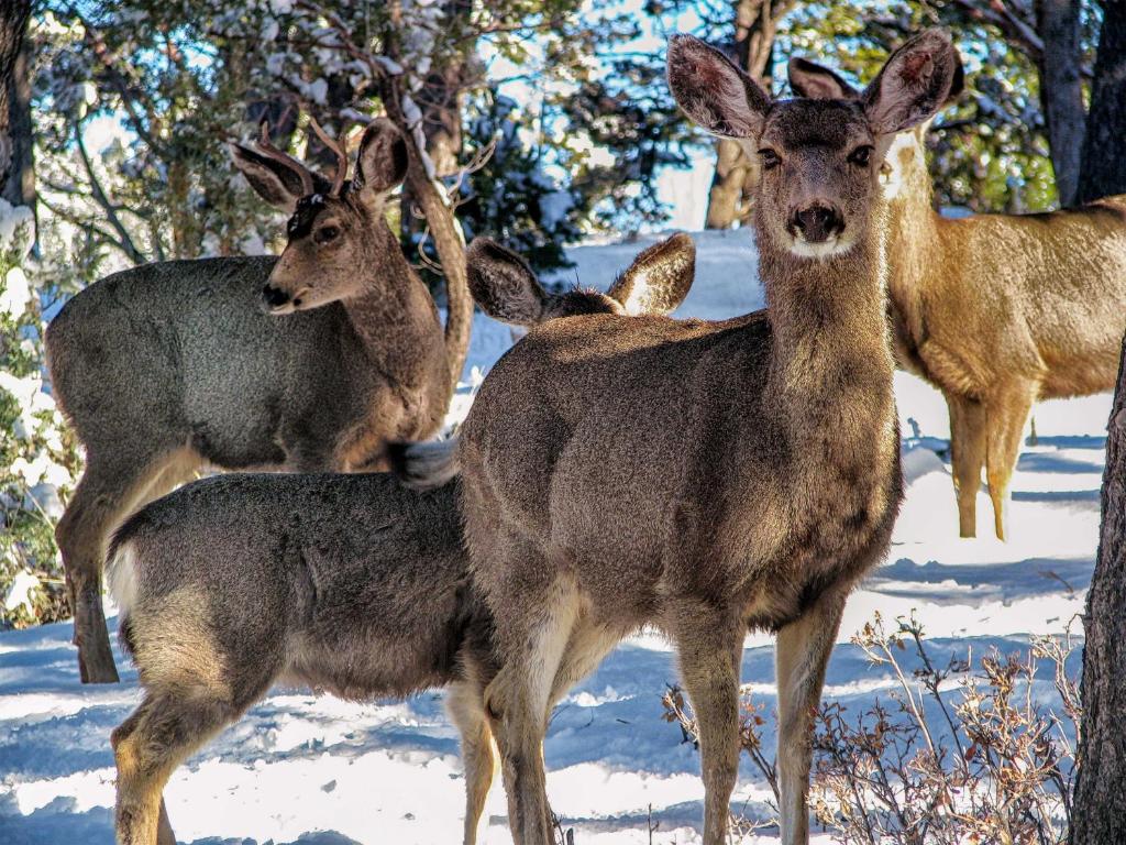 Cozy Ruidoso Digs by Downtown 19 Mi to Ski Apache - image 7