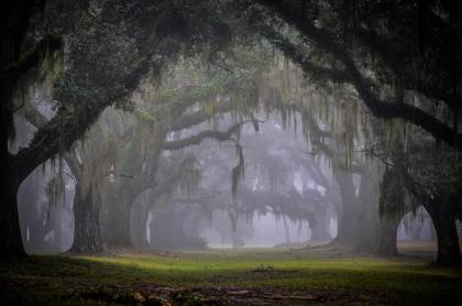 Greenwood Plantation B&B Inn - image 11