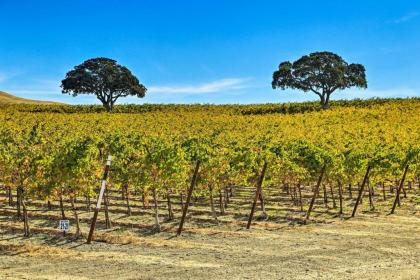 Pleasant Valley Wine Trail Home - Near Paso Robles - image 10