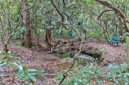 Four Cubs in the Creek - image 2