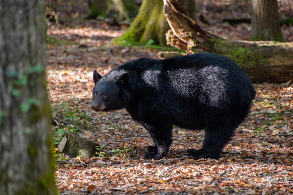 Smokies Sanctuary - image 2