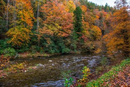 Smokies Sanctuary - image 4