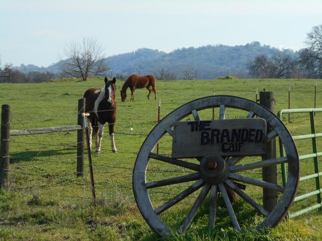 The Branded Calf Bed & Breakfast - main image